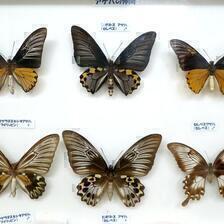 つやま自然のふしぎ館「第4室  蝶と昆虫の世界（蝶）」