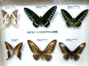 2025-9-28fushigikan_cyou11.jpg