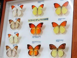 2025-9-28fushigikan_cyou2.jpg