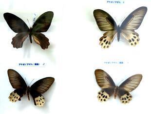 2025-9-28fushigikan_cyou20.jpg