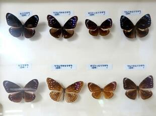 2025-9-28fushigikan_cyou22.jpg