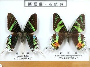 2025-9-28fushigikan_cyou6.jpg