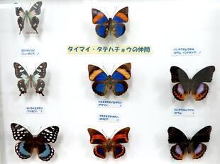 2025-9-28fushigikan_cyou7.jpg