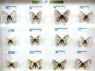 2025-9-28fushigikan_cyou9.jpg
