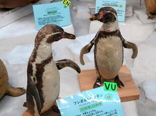fushigikan10-12-15.jpg