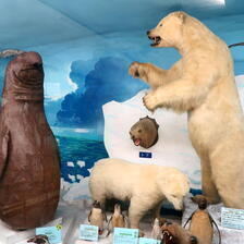 修復の終った「第9室  極地・南米の動物」