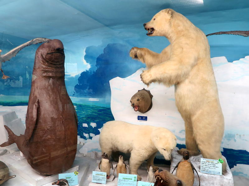 修復の終った「第9室  極地・南米の動物」