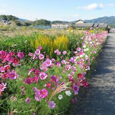 高倉のコスモスロードと綾部のコスモス畑