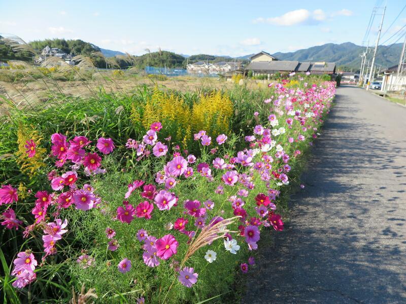 高倉のコスモスロードと綾部のコスモス畑