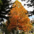 2025  作楽神社のメタセコイアの紅葉