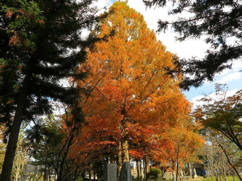 2025  作楽神社のメタセコイアの紅葉