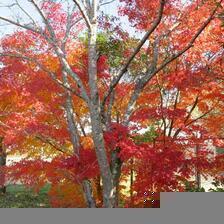 2025  勝北運動公園のもみじの紅葉