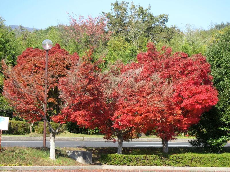 2025 勝北総合スポーツ公園のもみじの紅葉 - 津山瓦版