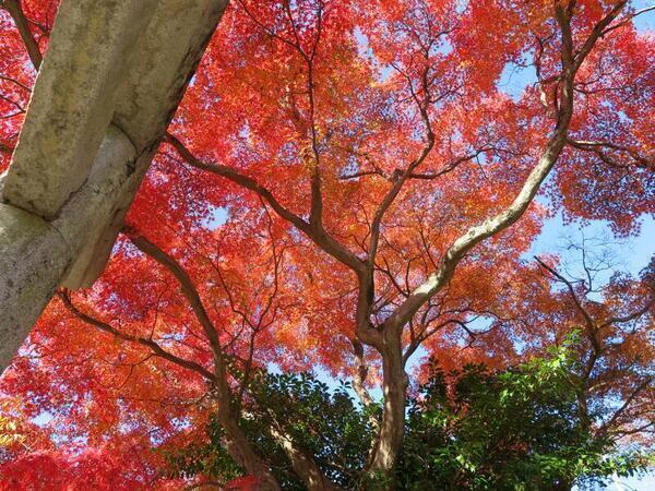 2025 白加美神社のもみじの紅葉