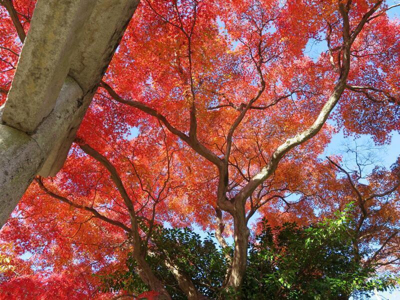 2025 白加美神社のもみじの紅葉