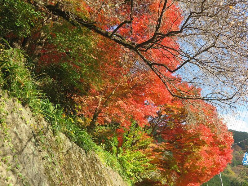 神代の四季桜（真庭市） - 津山瓦版