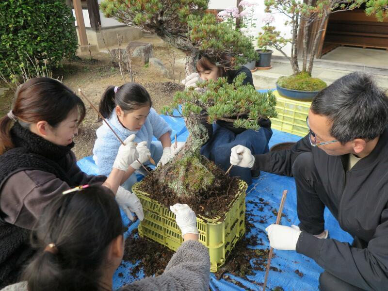 「津山まち博」愛染寺で盆栽の植替え・剪定体験