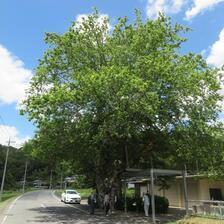 長内のムクノ木（美作市）