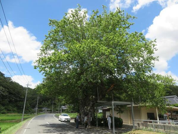 長内のムクノ木（美作市）