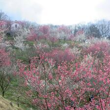 2026年 梅の里公園「梅まつり」