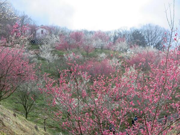 2026年 梅の里公園「梅まつり」