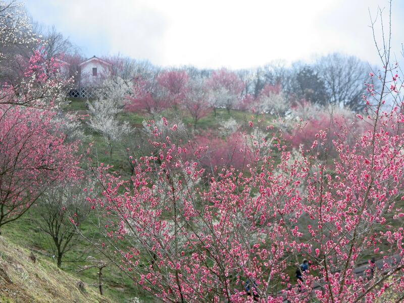 2026年 梅の里公園「梅まつり」
