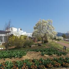 白木蓮・チューリップの咲く頃のグリンヒルズ。