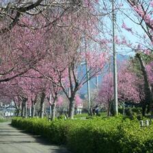 2026 東一宮のさくら並木