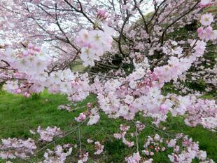 2026-3-28sakura_open2.jpg
