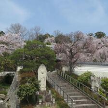 2026 千光寺のしだれ桜