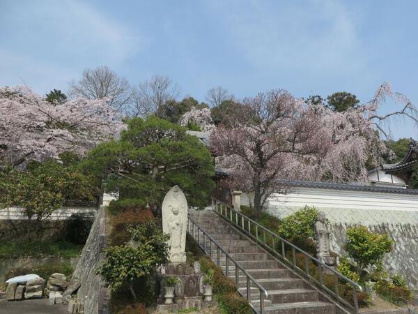 2026 千光寺のしだれ桜