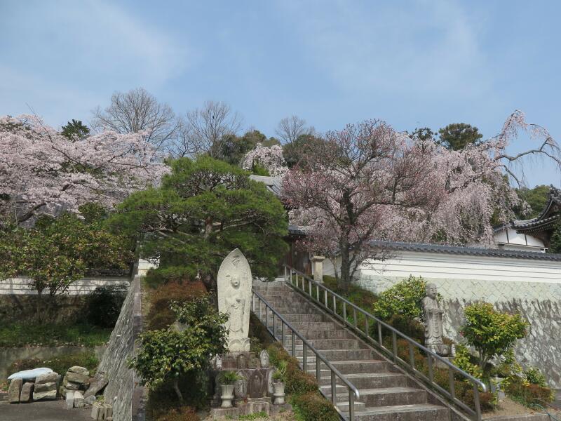 2026 千光寺のしだれ桜