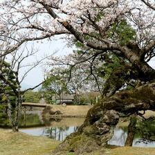 2026 衆楽園のさくら咲く