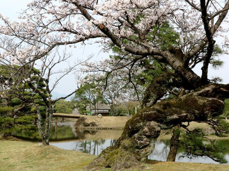 2026 衆楽園のさくら咲く