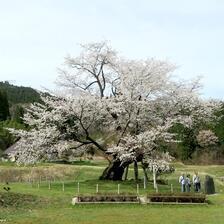 2026 尾所のさくら満開！