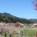 2026 阿波の花桃が満開です。