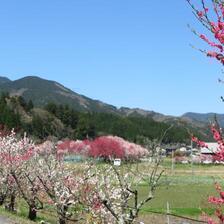 2026 阿波の花桃が満開です。
