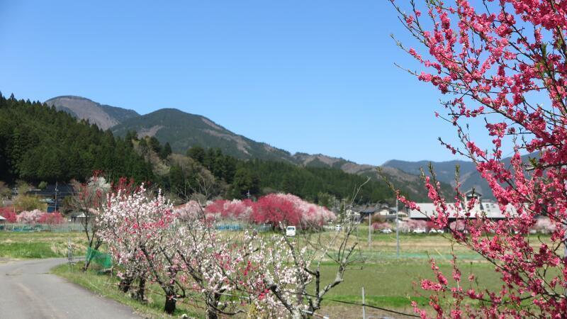 2026 阿波の花桃が満開です。