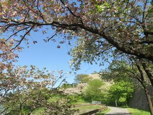 2026-4-16kakuzansakura10.jpg