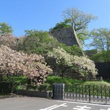 2026  津山城（鶴山公園）裏門付近のさくら満開！