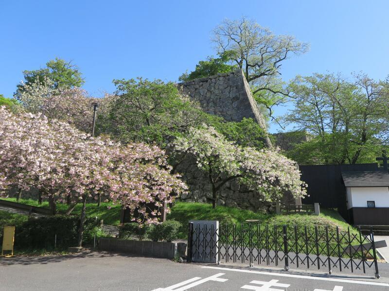 2026  津山城（鶴山公園）裏門付近のさくら満開！