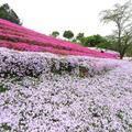 2026「ヤマサ 芝桜の小道」が今年も無料開放！