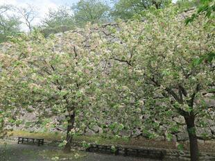 2026-4-20kakuzan_fuji1.jpg
