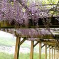 2026 津山城（鶴山公園）藤の花