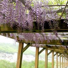 2026 津山城（鶴山公園）藤の花
