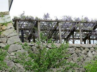 2026-4-20kakuzan_fuji46.jpg