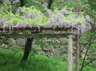 2026-4-20kakuzan_fuji47.jpg
