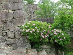 2026-4-20kakuzan_fuji50.jpg