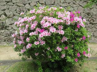 2026-4-20kakuzan_fuji52.jpg