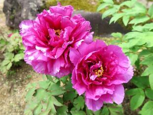 2026-4-21aizenji10.jpg